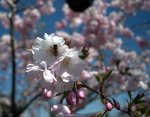 bee on cherry blossom