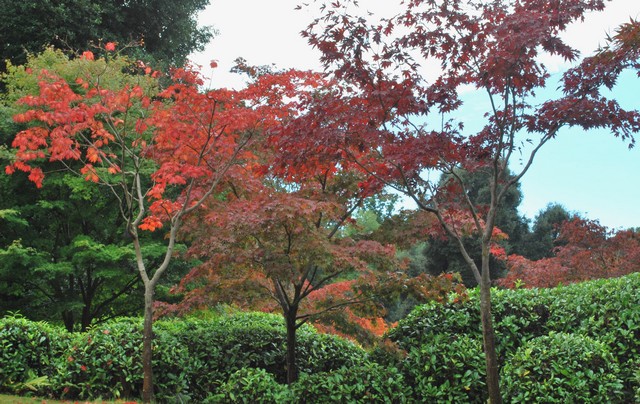 acers-kingston-lacy-wp
