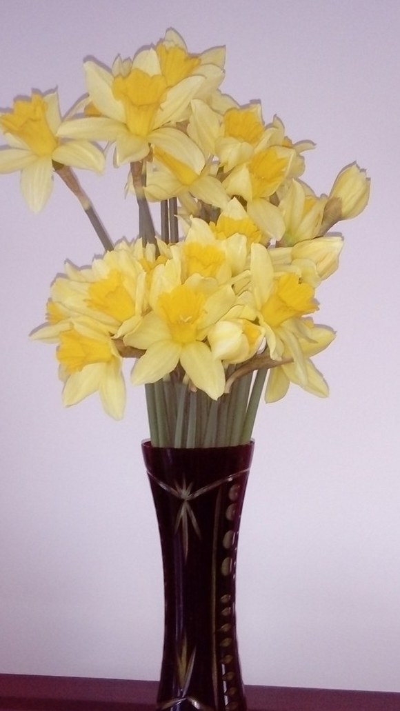 daffodils wp